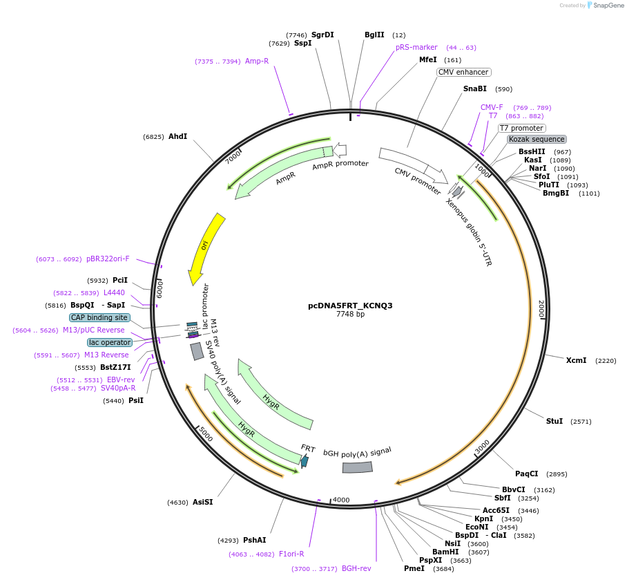173163-plasmid-map-sequence-id-342911