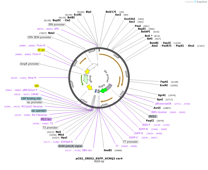 173154-plasmid-map-sequence-id-342912