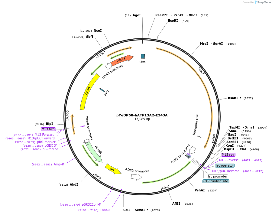 171378-plasmid-map-sequence-id-342930