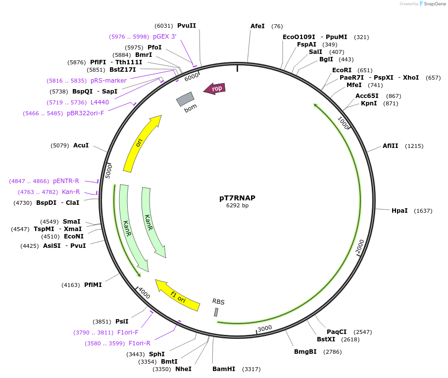 170101-plasmid-map-sequence-id-342942