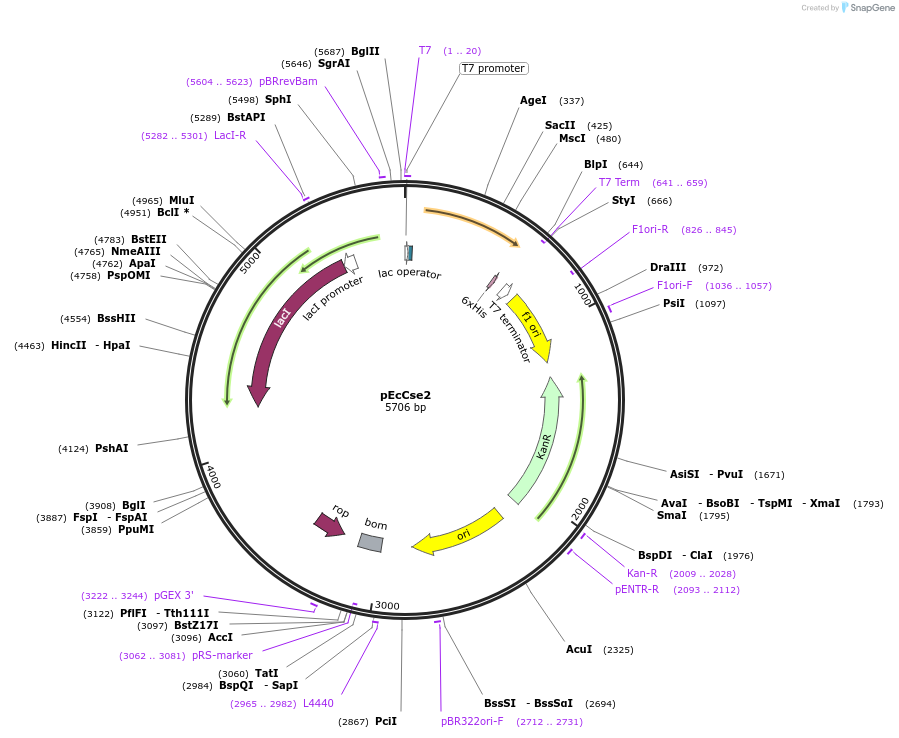 170094-plasmid-map-sequence-id-342951