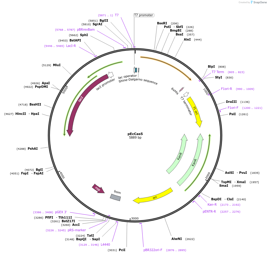 170090-plasmid-map-sequence-id-342952