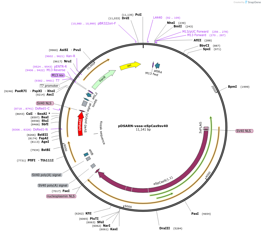 173670-plasmid-map-sequence-id-342956