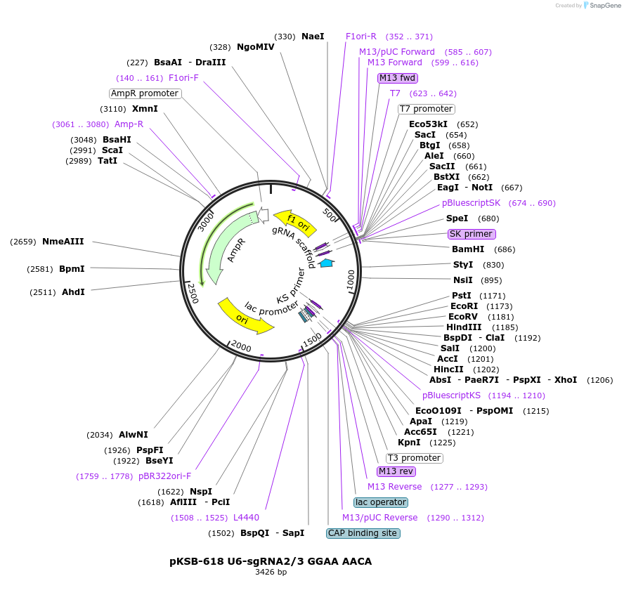 173674-plasmid-map-sequence-id-342962