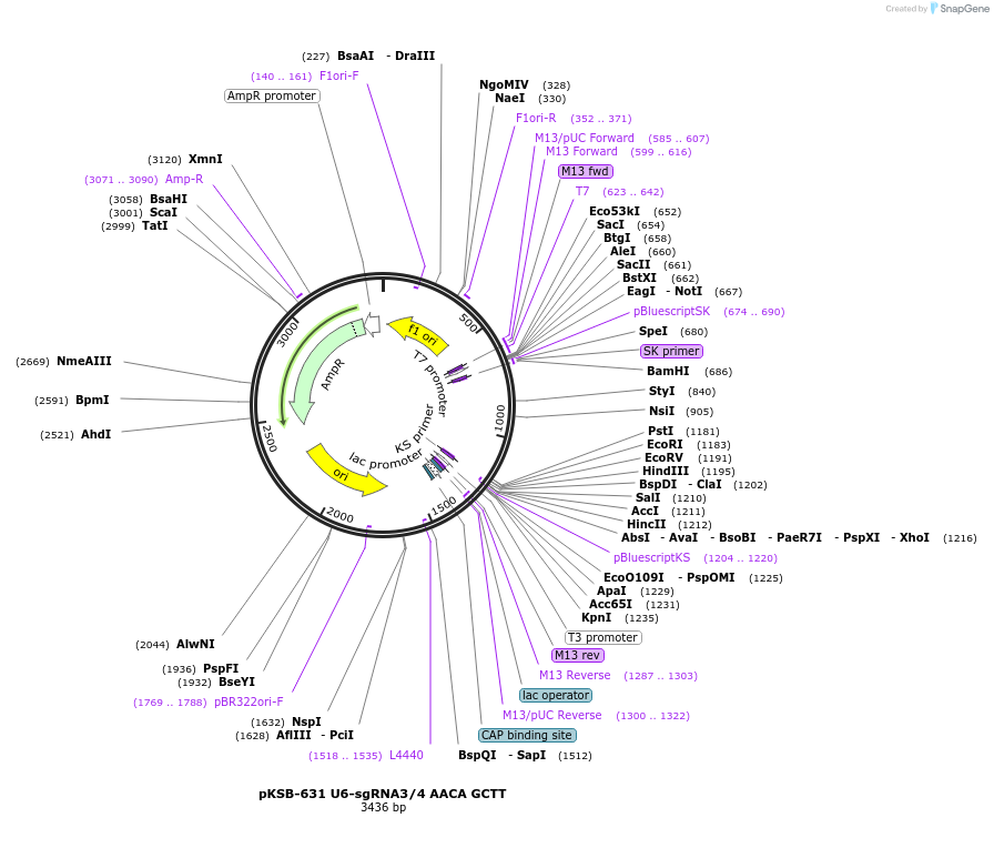 173675-plasmid-map-sequence-id-342964