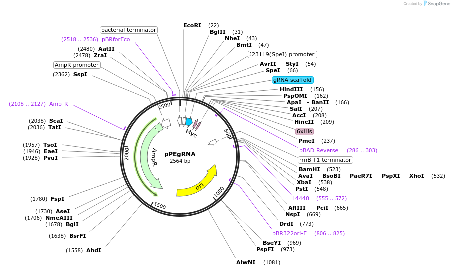 172716-plasmid-map-sequence-id-342966