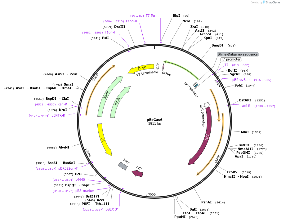 170091-plasmid-map-sequence-id-342987