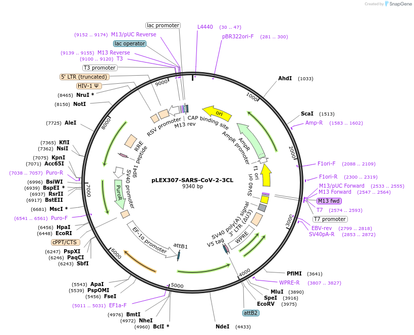 160278-plasmid-map-sequence-id-343102