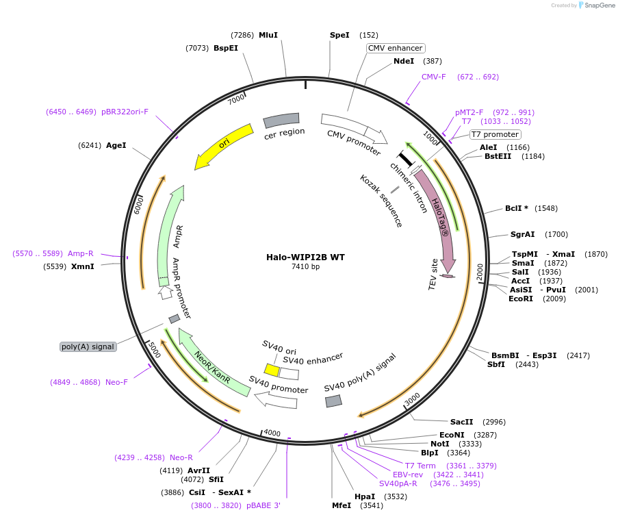 175025-plasmid-map-sequence-id-343104