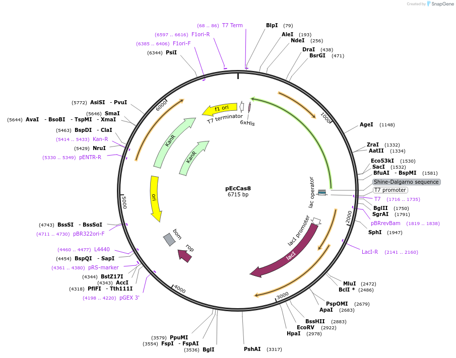 170093-plasmid-map-sequence-id-343135