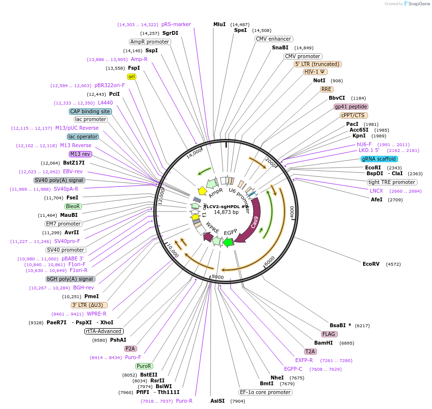 174166-plasmid-map-sequence-id-343137