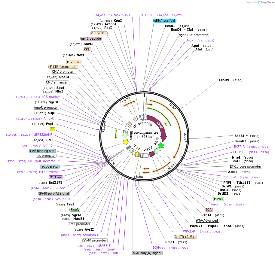 174165-plasmid-map-sequence-id-343139