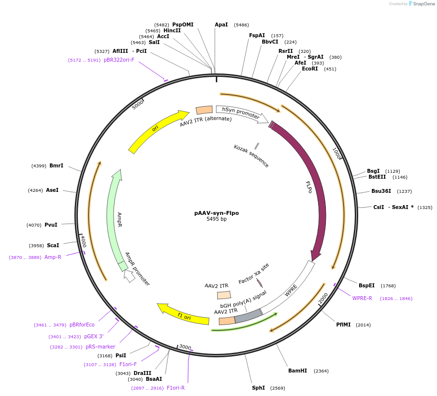 174378-plasmid-map-sequence-id-343150
