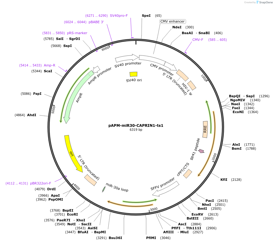 174229-plasmid-map-sequence-id-343160