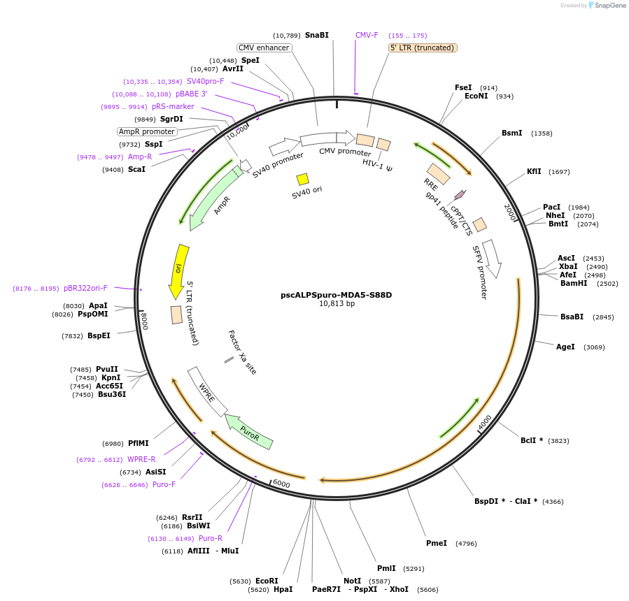 174226-plasmid-map-sequence-id-343171