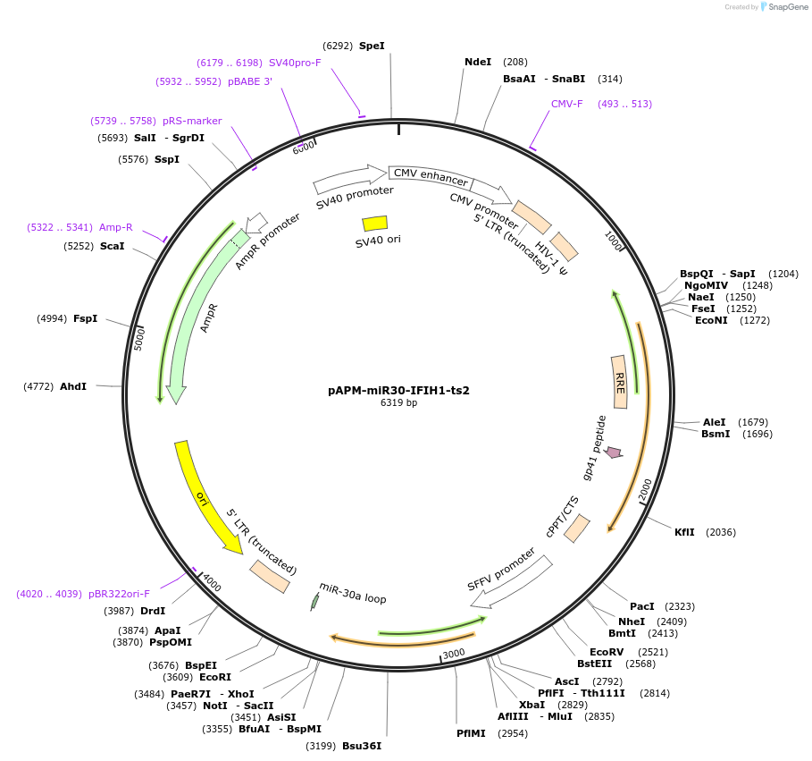 174260-plasmid-map-sequence-id-343175