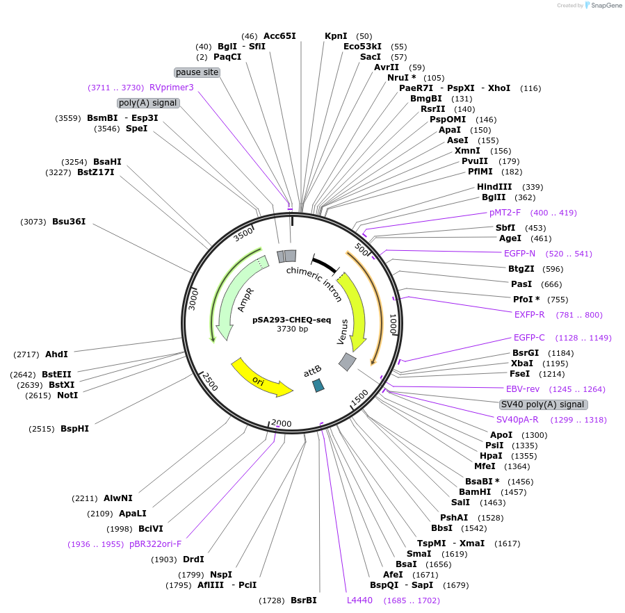 174669-plasmid-map-sequence-id-343180