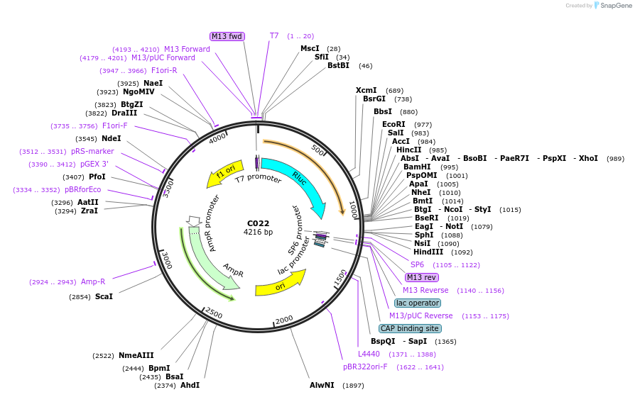 174337-plasmid-map-sequence-id-343184
