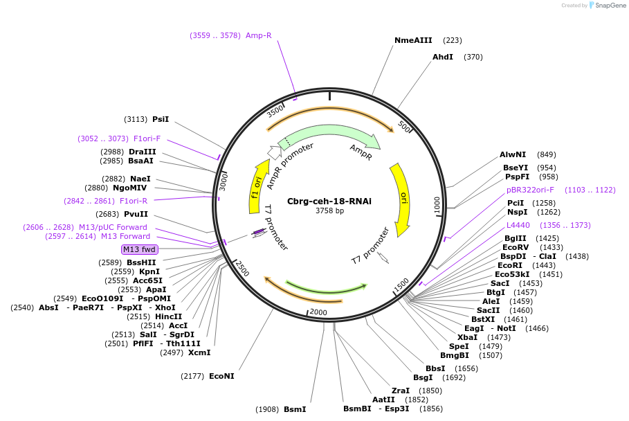 175250-plasmid-map-sequence-id-343185