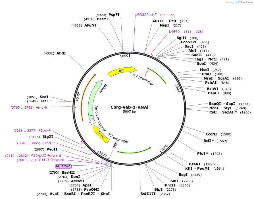 175249-plasmid-map-sequence-id-343186
