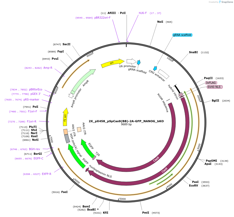 172224-plasmid-map-sequence-id-343190