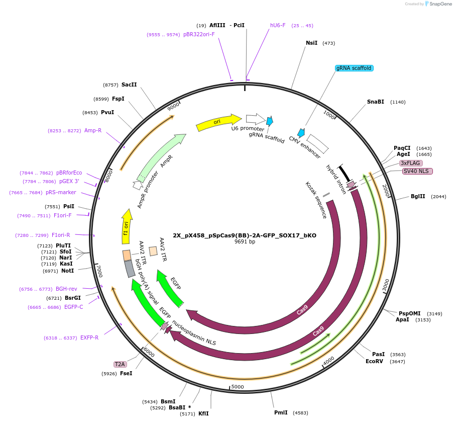 172225-plasmid-map-sequence-id-343191
