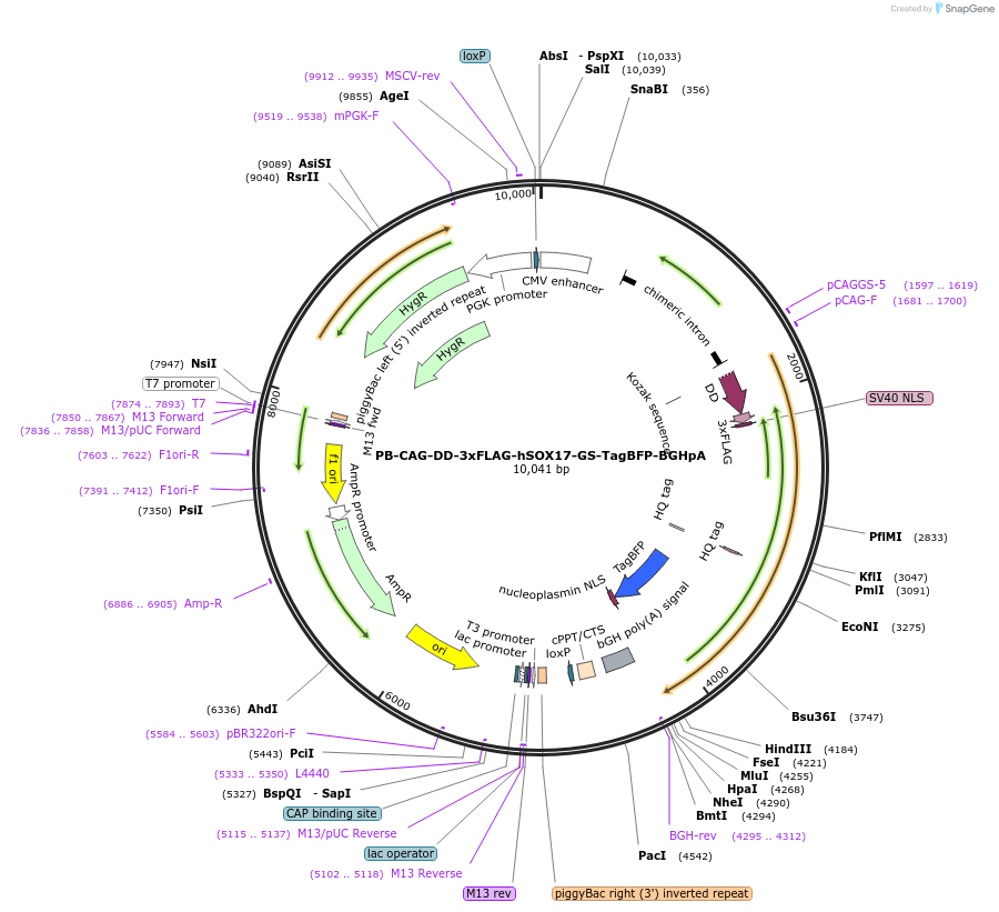 172226-plasmid-map-sequence-id-343203
