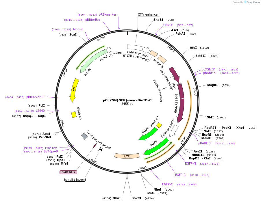 174737-plasmid-map-sequence-id-343217