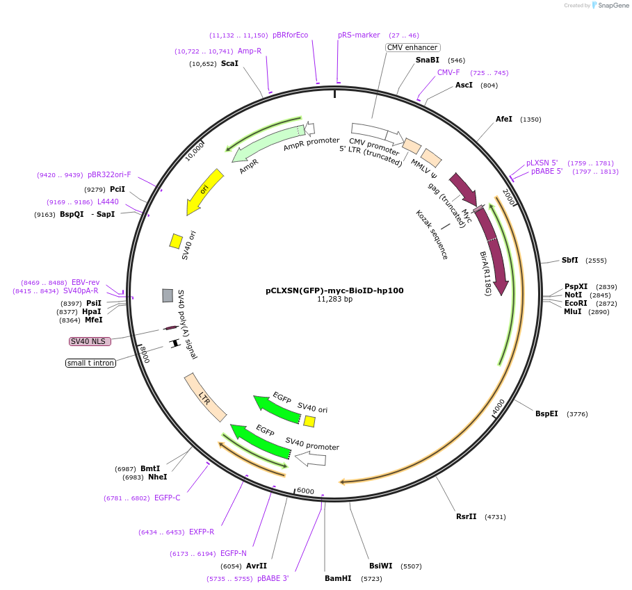 174738-plasmid-map-sequence-id-343218