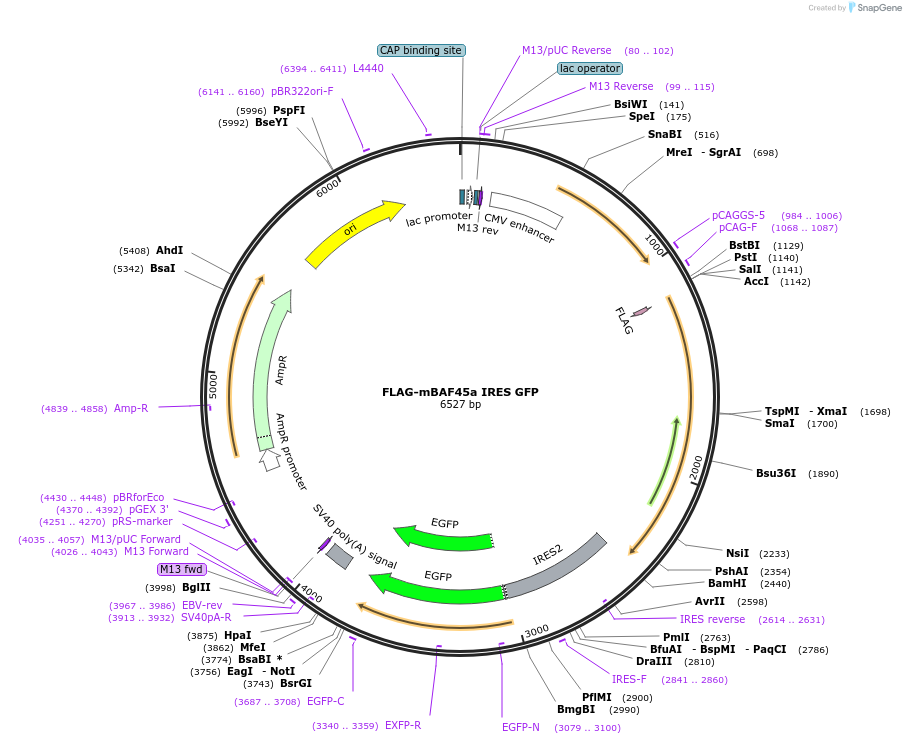 17880-plasmid-map-sequence-id-343221