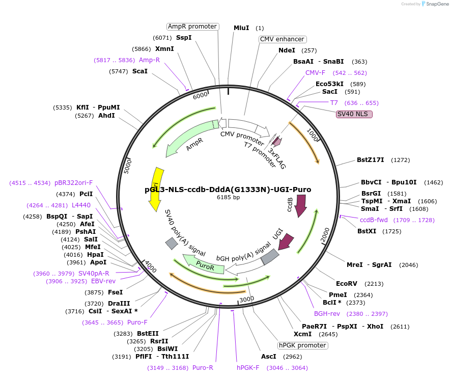 173233-plasmid-map-sequence-id-343234
