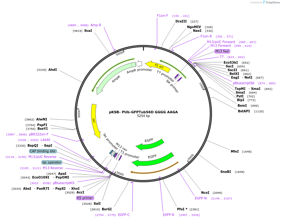 174537-plasmid-map-sequence-id-343241