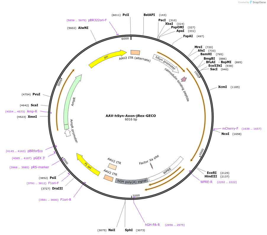 172714-plasmid-map-sequence-id-343248