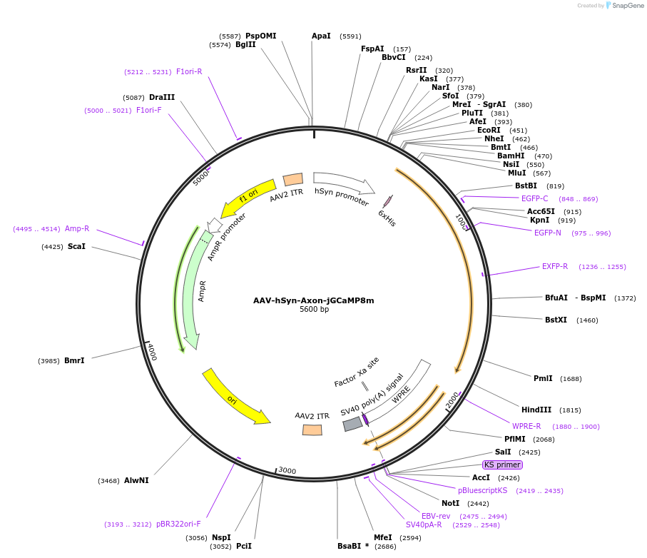 172719-plasmid-map-sequence-id-343249