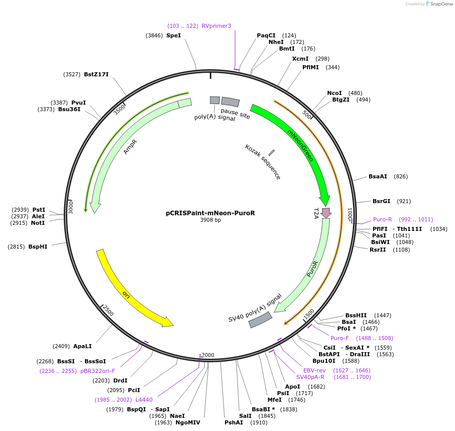 174090-plasmid-map-sequence-id-343260