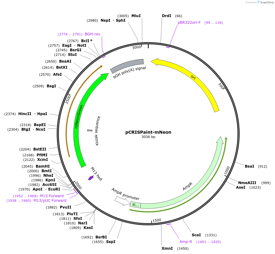 174092-plasmid-map-sequence-id-343261