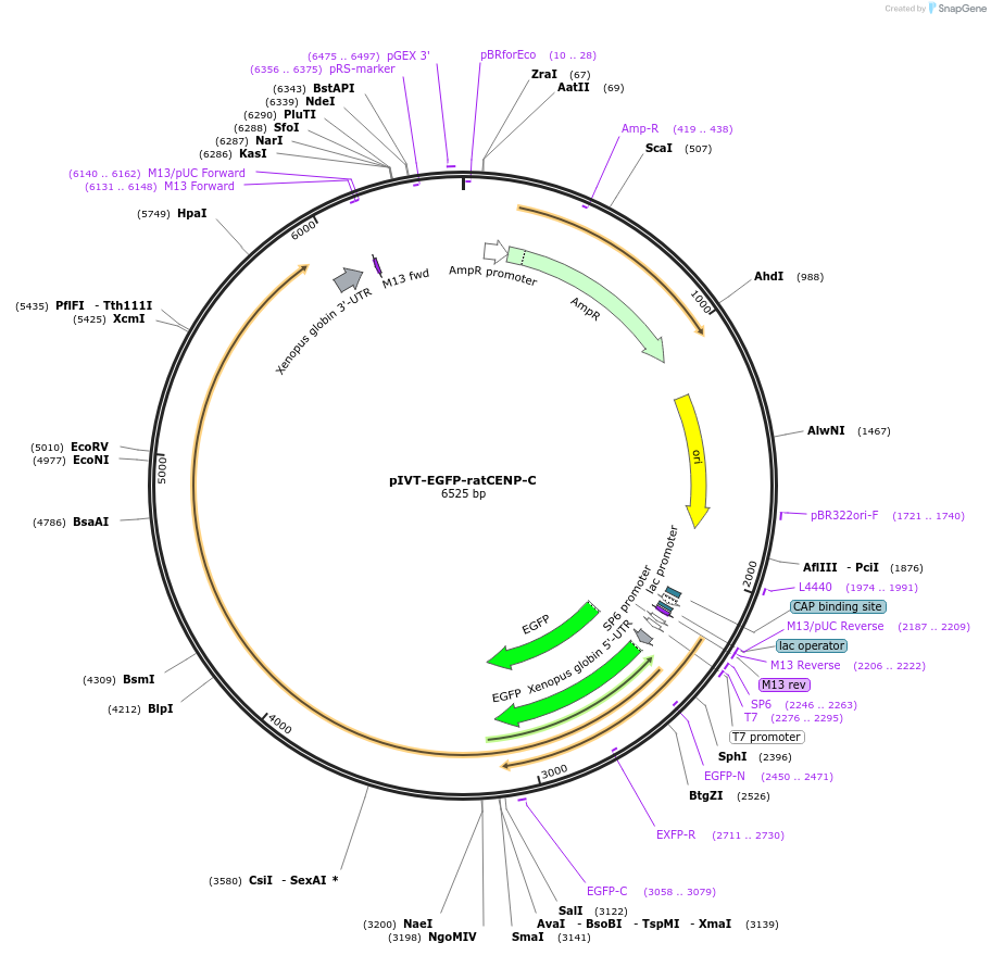 174445-plasmid-map-sequence-id-343276