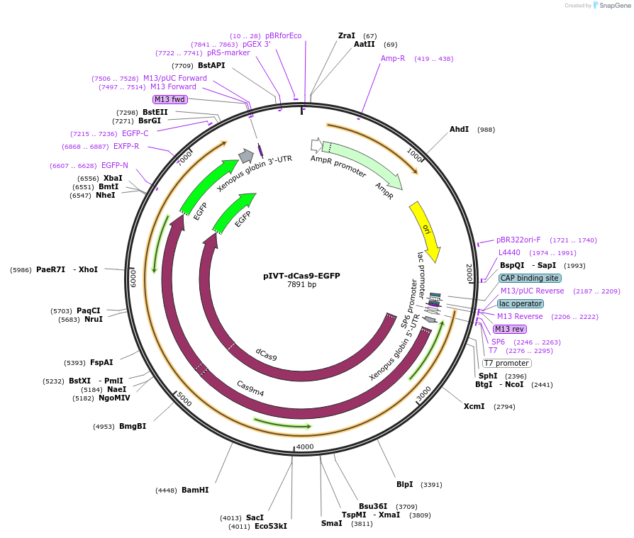 174442-plasmid-map-sequence-id-343277