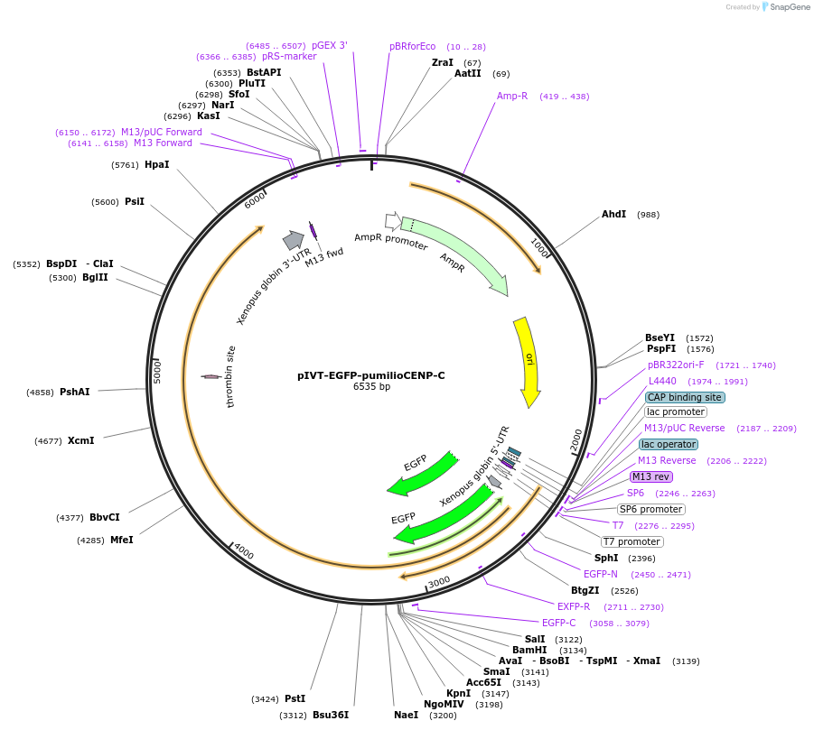 174446-plasmid-map-sequence-id-343278