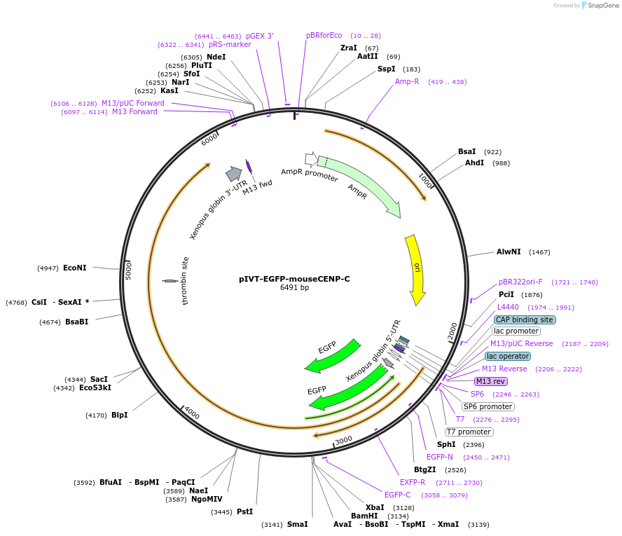 174444-plasmid-map-sequence-id-343279