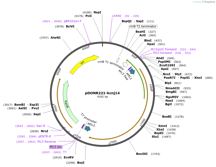 173144-plasmid-map-sequence-id-343299