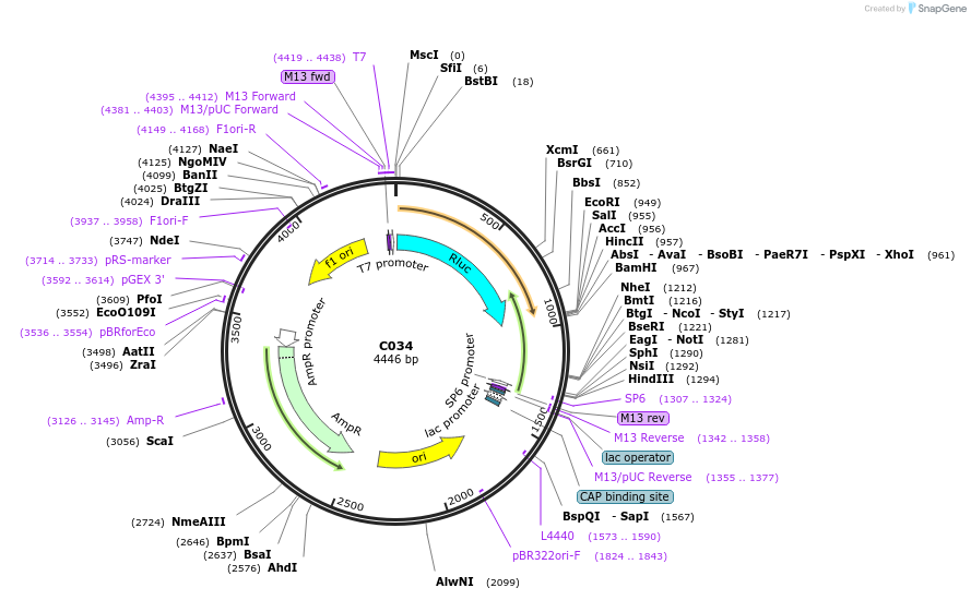 174340-plasmid-map-sequence-id-343300