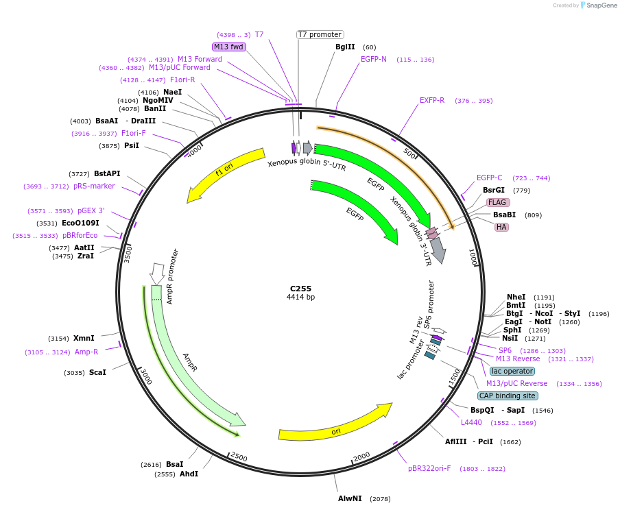 174352-plasmid-map-sequence-id-343309