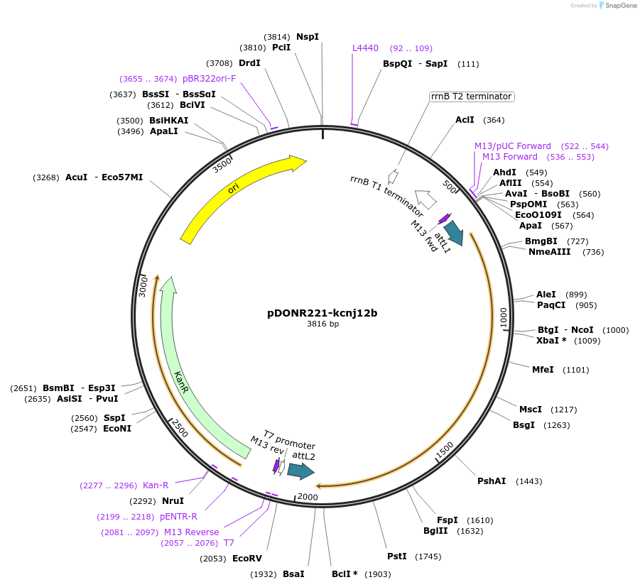 173142-plasmid-map-sequence-id-343310