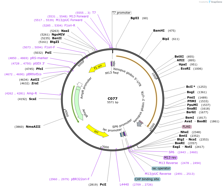 174346-plasmid-map-sequence-id-343316