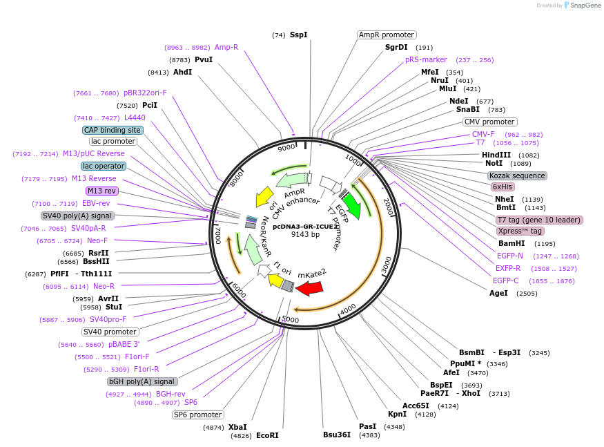 173017-plasmid-map-sequence-id-343317