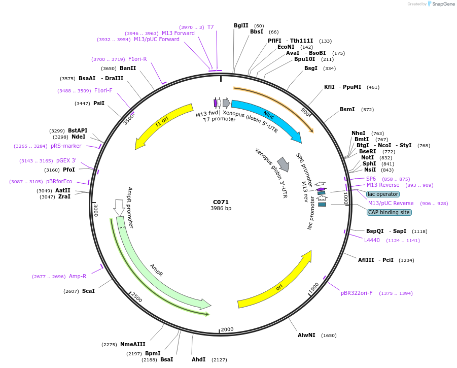 174343-plasmid-map-sequence-id-343319