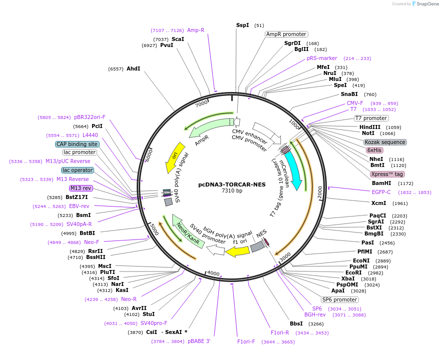 175015-plasmid-map-sequence-id-343322
