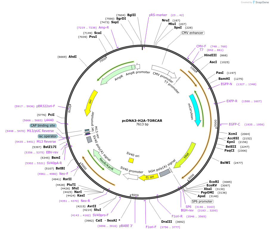 175016-plasmid-map-sequence-id-343323