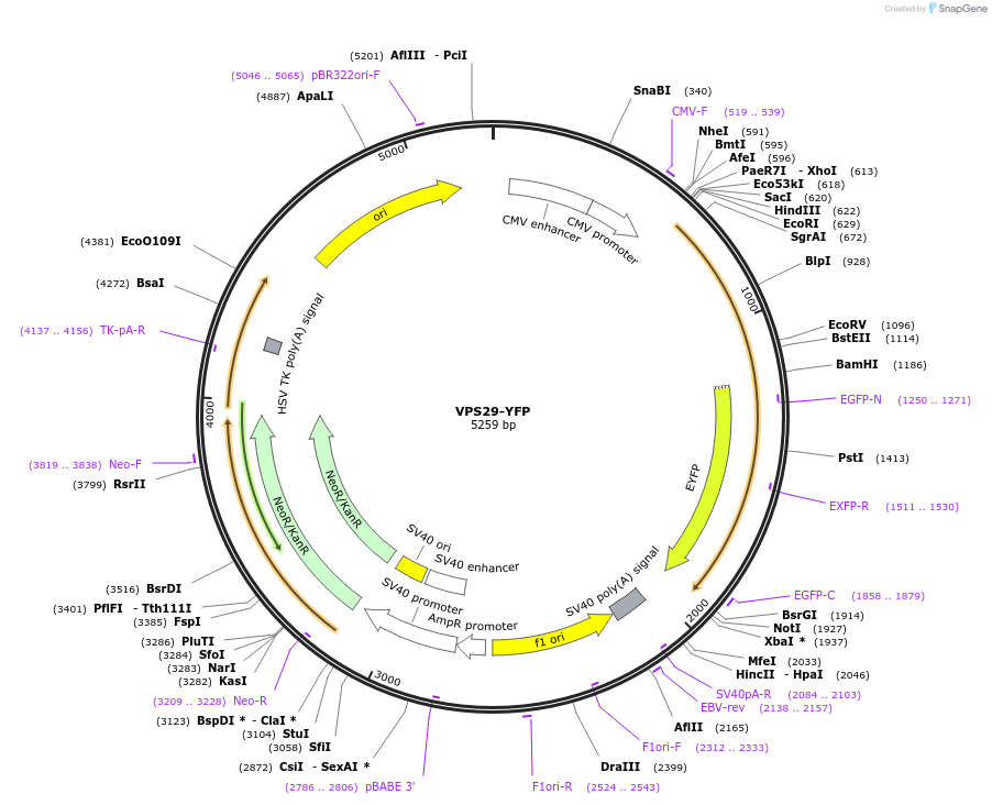 174520-plasmid-map-sequence-id-343326
